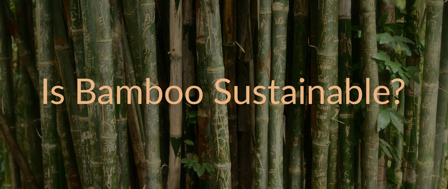 Is Bamboo Sustainable?